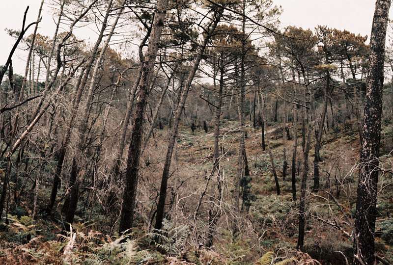 Une forêt en négatif(s)