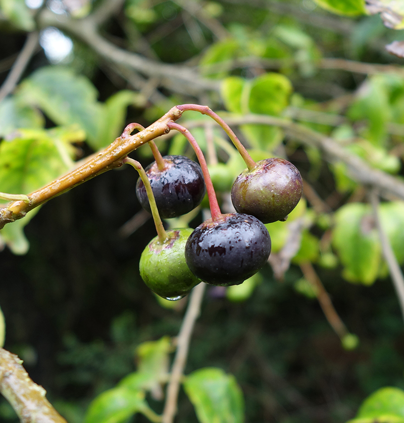 Expérimentations végétales à l’Arboretum Cimetière Parc de Nantes